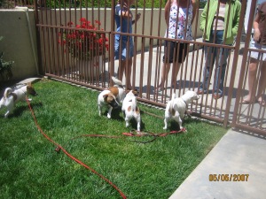Puppy Party (2)